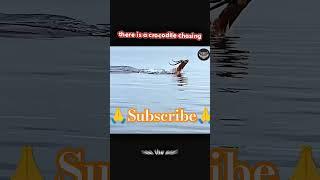 1️⃣ "Crocodile vs Impala: Fight for Survival! ️ | Shocking Ocean Escape!""Life or Death!