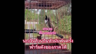 เจ้า สจ นกร้องไวที่สุด กินที่1นับพันครั่ง By ตั้ม นกสปอร์ต ฟาร์ม