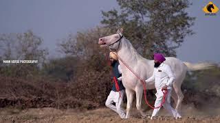 Nukra Horse I STALLION DURYODHAN I MANN HORSE PHOTOGRAPHY