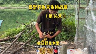 荒野钓鱼求生挑战赛第十四天，收获满满的维生素