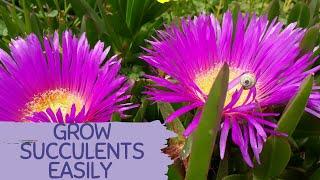 HOW TO PLANT AND GROW SUCCULENTS EASY FOR BEGINNERS. How to propagate Ice Plant. Carpobrotus Edulis