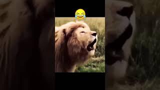 "Leo's Laugh Riot: Roaraoke Comedy Showtime!  #WildlyFunny #LeoTheLion"