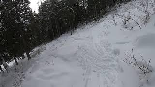 Fernie Ski Trip, day 3 trees, 2019 12 17