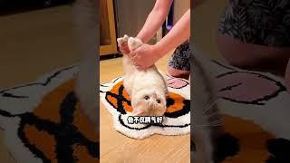 新手养猫推荐这5种猫咪省钱又省心 #新手养猫 #养猫经验分享 #养猫攻略 #cat #貓咪 #pets #养猫知识 #萌寵