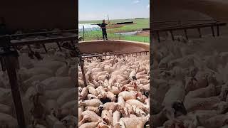 Sheep pen cooling process- Good tools and machinery can increase work efficiency