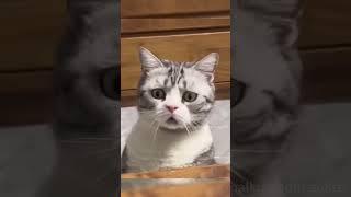 #shortvideo #cat #cutespets #funny #pets #yourcat #cuteanimal