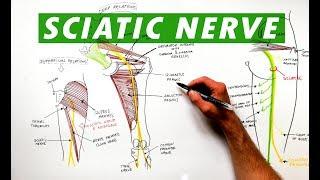 Sciatic Nerve - Anatomy Tutorial