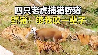 四只老虎捕猎野猪,野猪够我吹一辈子,到最后野猪都放弃挣扎了