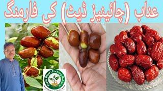 unnab (Chinese date) fruit farming | Chinese date farming in Pakistan | jujube fruit benefits