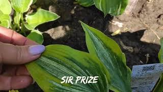 Нереально красивая коллекционая хоста Sir Prize...новинка в моей коллекции...#hosta #коллекция #сорт