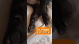 Почему нельзя будить собаку, когда она бежит и скулит во сне? #собака #факты