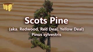 Scots Pine (pinus sylvestris) - Mitch's World of Woods