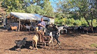 LA STANA DE CAPRE ANGLO-NUBIENE A LUI GEORGE,PE MALUL PRAHOVEI.PERIOADA MONTELOR LA CAPRE.