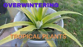 Overwintering Tropical Plants II Bringing Plants Indoors for Winter II Jersey Gardening