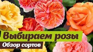 Какие сорта роз посадить  Проверены на Урале