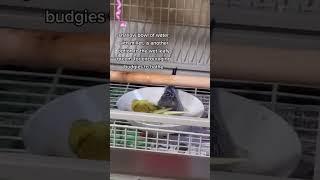 HOW TO TEACH A BUDGIE TO BATHE!