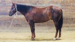 SOLD CPH SMARTLILWHISKEY- Nolan Horses