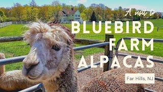 Bluebird Farm Alpacas Visit