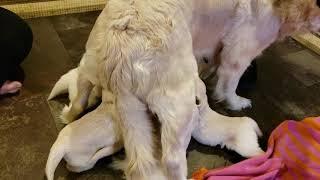 Hungry puppies   Attack their mother :)