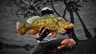 South Florida Peacock Bass Fishing. Crazy Action!