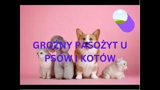 Aż 60% psów i kotów może mieć niebezpiecznego dla ludzi pasożyta. Nie popełniajcie tego błędu