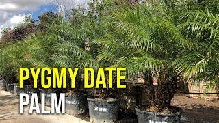 Pygmy Palms