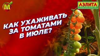 КАК УХАЖИВАТЬ ЗА ТОМАТАМИ В ИЮЛЕ?