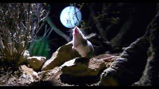 Wildlife Chronicles: Killer Mouse (Grasshopper Mouse full documentary)