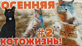 ОСЕННЯЯ КОТОЖИЗНЬ!  2 СЕРИЯ - 1-5 октября 2018