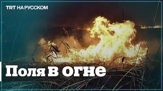 Еврейские поселенцы уничтожают поля палестинцев