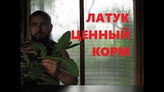 Латук или молокан ценный корм для кроликов