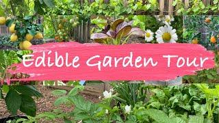 BACKYARD EDIBLE GARDEN TOUR