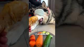 Tricked by "chicken"