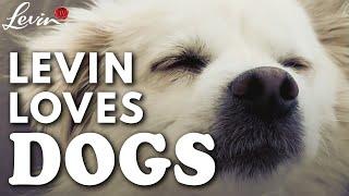 Levin Loves Dogs | Comedian Iliza Shlesinger Cries Over Cute Canine | LevinTV