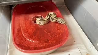 Ordering Extra Ventilation in Animal Plastics cages for True Red Tail Boas