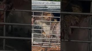 Injured squirrel angry at being caught. He was fine