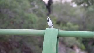 African Pied Wagtail