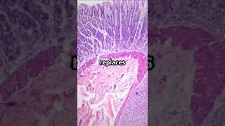 Your stomach gets a new lining every 3–4 days. #HumanBody #ScienceFacts #StomachHack #HealthShorts