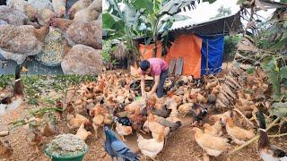 Build wooden house walls, cut down banana trees to feed the chickens and ducks