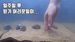 ※신기함주의!!) 아무것도 없는 빈 어항에 야생 민물조개를 넣으면 생기는 엄청난 일! [TV생물도감]