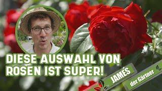 Der Rosengärtner empfiehlt Rosen für den Garten I James der Gärtner