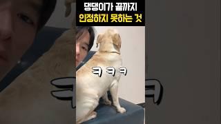 댕댕이 끝까지 인정하지 못하는 것 #강아지 #재미있는개 #웃긴영상
