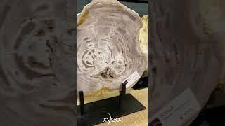 Small petrified wood slabs decoration