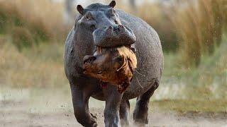 Hippo Crushes The Lion's Skull in Vengeance For His Mother