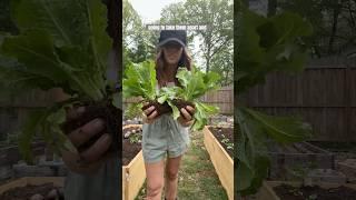 #repurpose your #plastic containers from the store for your #seedlings! This is how they look!
