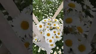 Beautiful daisy flowers