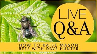 How to Raise Mason Bees - Live Q&A with Dave Hunter