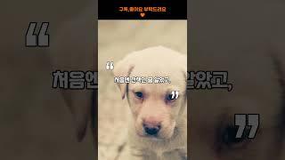 주인을 기다린 강아지…3주간 편의점 앞을 떠나지 않았습니다  #이슈 #핵심  #뉴스 #요약 #반려견 #반려동물 #강아지 #기다림 #콩이 #사랑