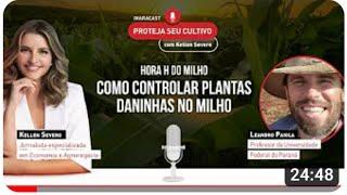 Como controlar plantas daninhas no milho