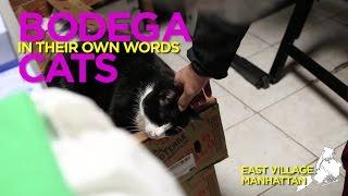 "I Do My Job In The Store" Says Bodega Cat Star of the East Village